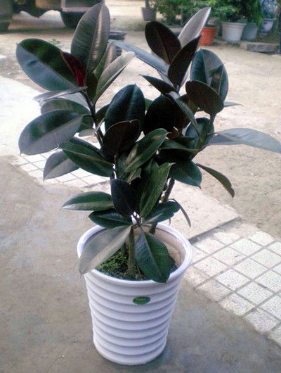 橡皮树的养殖方法与注意事项