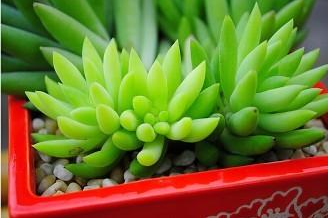 嘉兴如何挽救烂根的多肉植物?