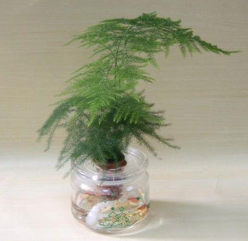 嘉兴文竹叶子焦边的处理方法,日常养护是关键