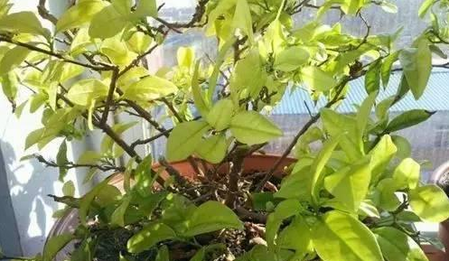 嘉兴双色茉莉花叶子发黄掉落怎么回事？