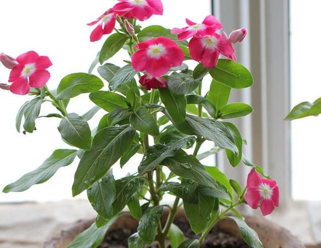 嘉兴教你一招，怎样判断盆土已经变干了