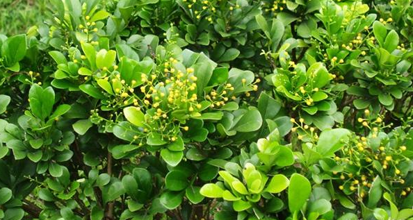 嘉兴出人意料，吸收甲醛效果好的竟是它？