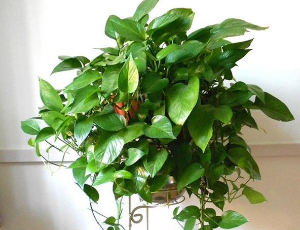 嘉兴如何把绿萝的叶片又肥又不发黄