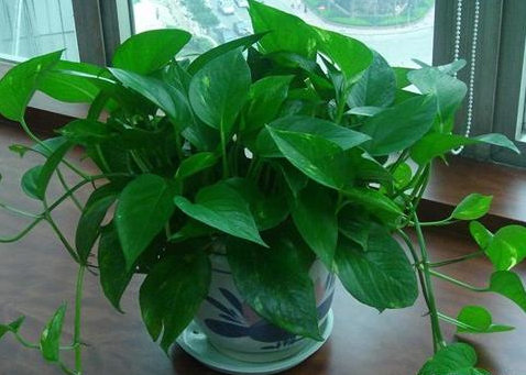 嘉兴告诫花友们一定不要瞎施肥