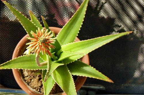 嘉兴芦荟会开花吗 芦荟不开花是怎么回事