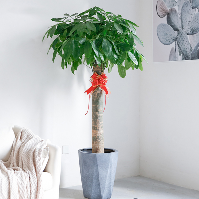 嘉兴单杆发财树