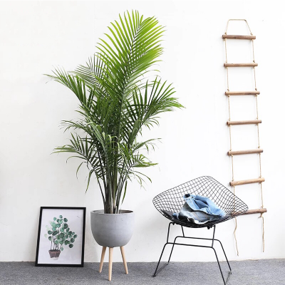 嘉兴夏威夷椰子树