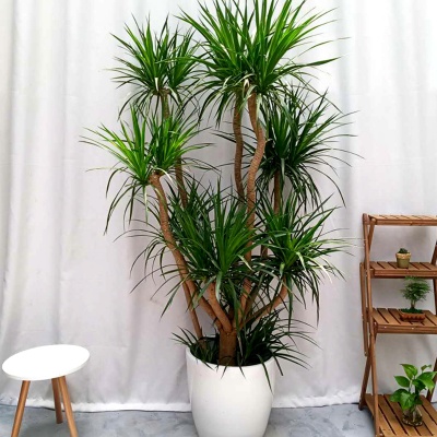 嘉兴多头龙血树