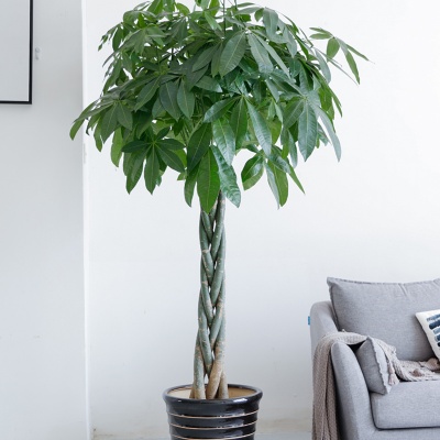 嘉兴五辫发财树