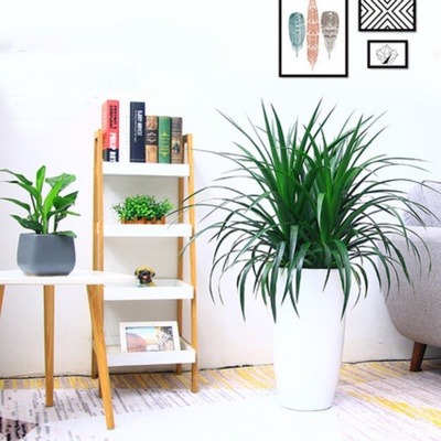 嘉兴单杆龙血树