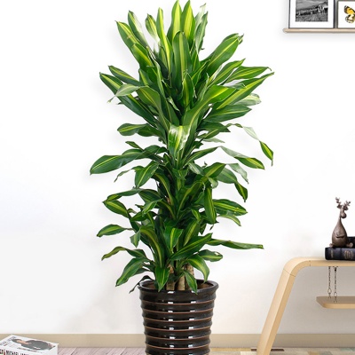 嘉兴金心也门铁