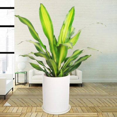 嘉兴金心螺纹铁