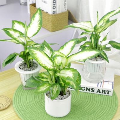 嘉兴粉黛万年青