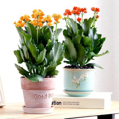 嘉兴花卉租摆，长寿花