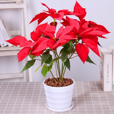 嘉兴办公室绿化，一品红