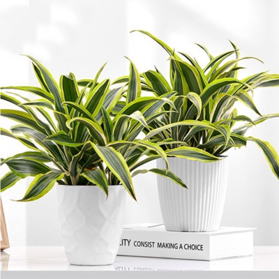 嘉兴花木租摆，巴西美人