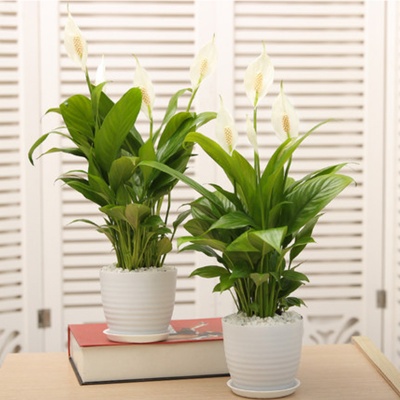 嘉兴绿植租赁，一帆风顺