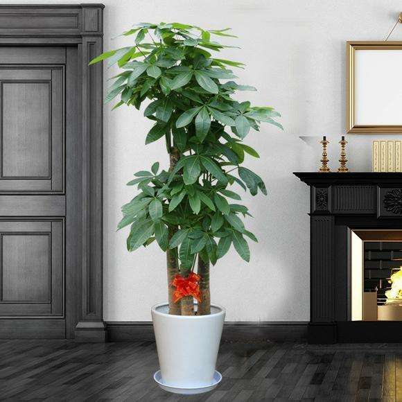 嘉兴步步高发财树