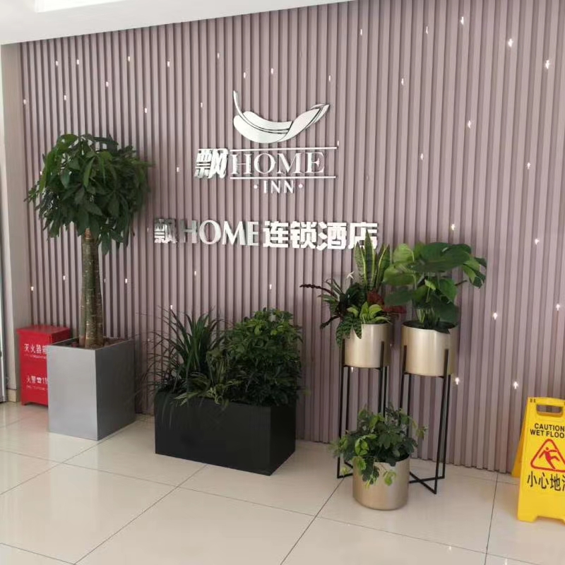 嘉兴发财树组合