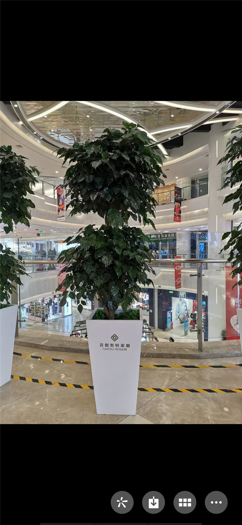 嘉兴双层绿宝树