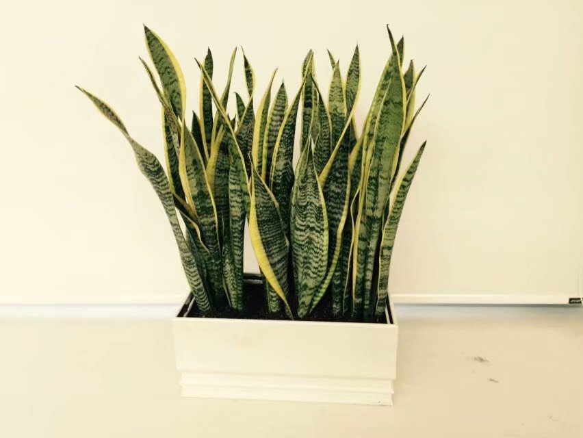 嘉兴虎皮兰组合