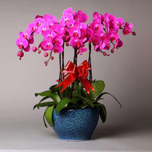 嘉兴蝴蝶兰组合