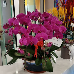 嘉兴蝴蝶兰组合