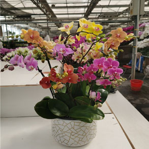 嘉兴蝴蝶兰组合