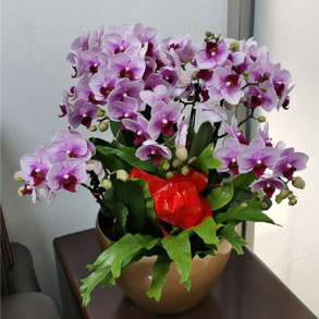 嘉兴蝴蝶兰组合