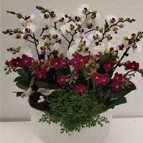 嘉兴蝴蝶兰组合