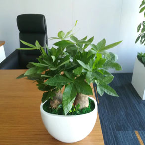 嘉兴发财树组合