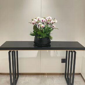 嘉兴蝴蝶兰组合