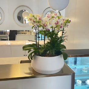 嘉兴蝴蝶兰组合