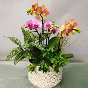 嘉兴蝴蝶兰组合
