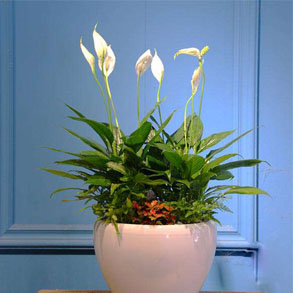 嘉兴小白掌组合