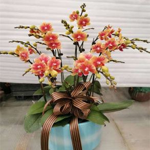 嘉兴蝴蝶兰组合