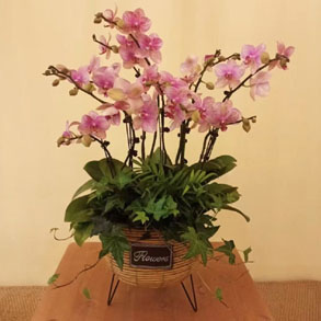 嘉兴蝴蝶兰组合