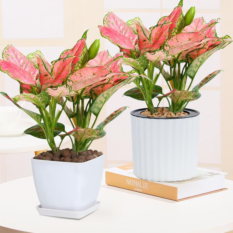 嘉兴租赁绿植，如意