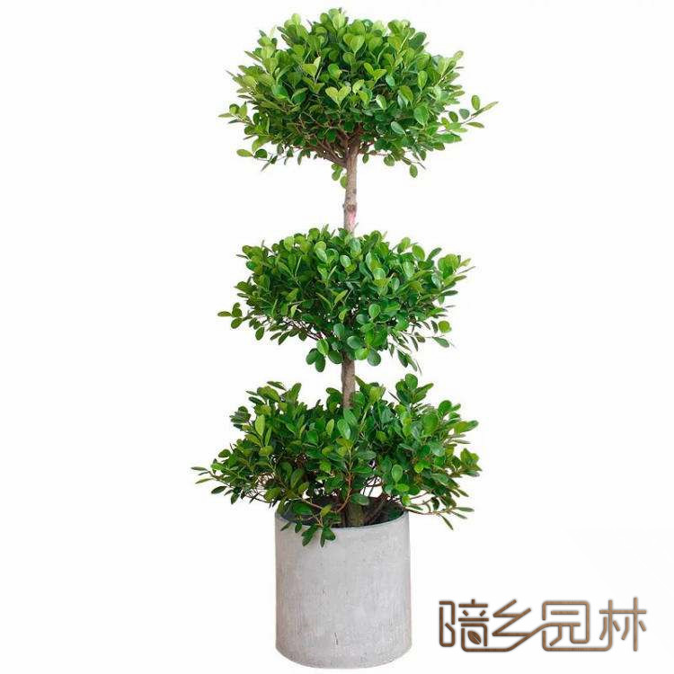 嘉兴摇钱树    绿植租赁 /花卉租摆 /植物出租 /租花/ 办公室租花 /公司租花