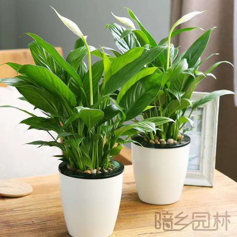 嘉兴一帆风顺    绿植租赁 /花卉租摆 /植物出租 /租花/ 办公室租花 /公司租花