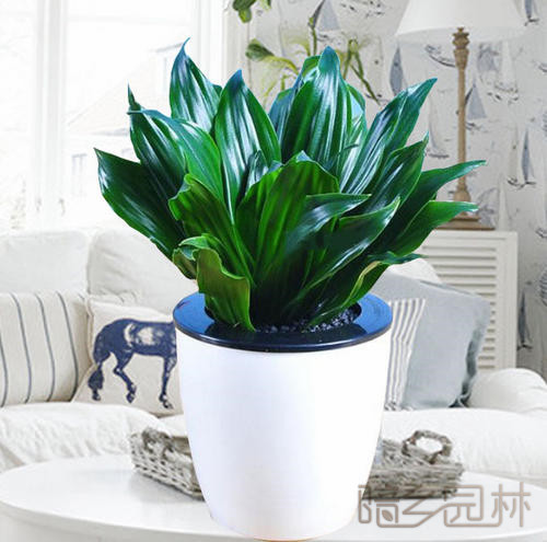 嘉兴太阳神   绿植租赁 /花卉租摆 /植物出租 /租花/ 办公室租花 /公司租花