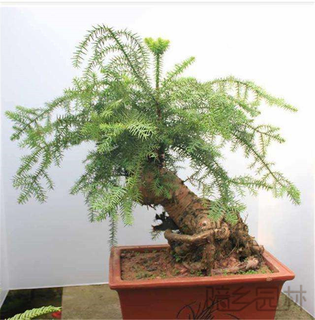 嘉兴欧洲杉盆景   绿植租赁 /花卉租摆 /植物出租 /租花/ 办公室租花 /公司租花