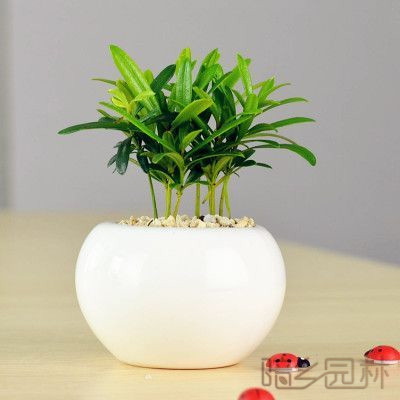 嘉兴罗汉松  绿植租赁 /花卉租摆 /植物出租 /租花/ 办公室租花 /公司租花