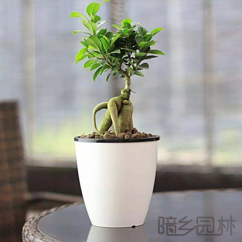 嘉兴金钱榕   绿植租赁 /花卉租摆 /植物出租 /租花/ 办公室租花 /公司租花