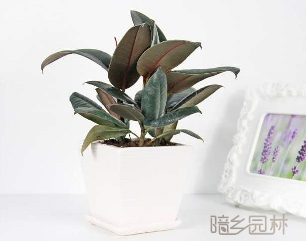 嘉兴橡皮树  绿植租赁 /花卉租摆 /植物出租 /租花/ 办公室租花 /公司租花