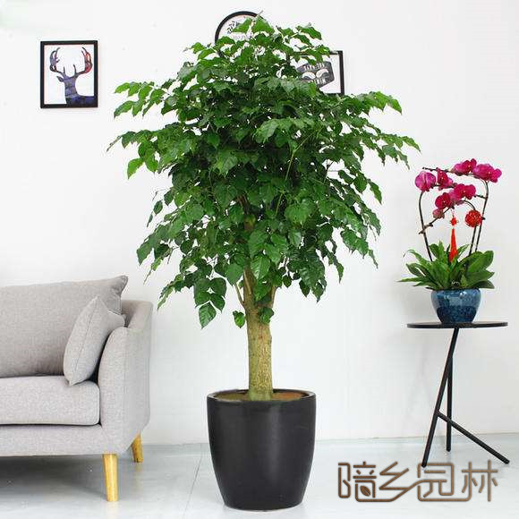 嘉兴单杆绿宝树绿植租赁 /花卉租摆 /植物出租 /租花/ 办公室租花 /公司租花