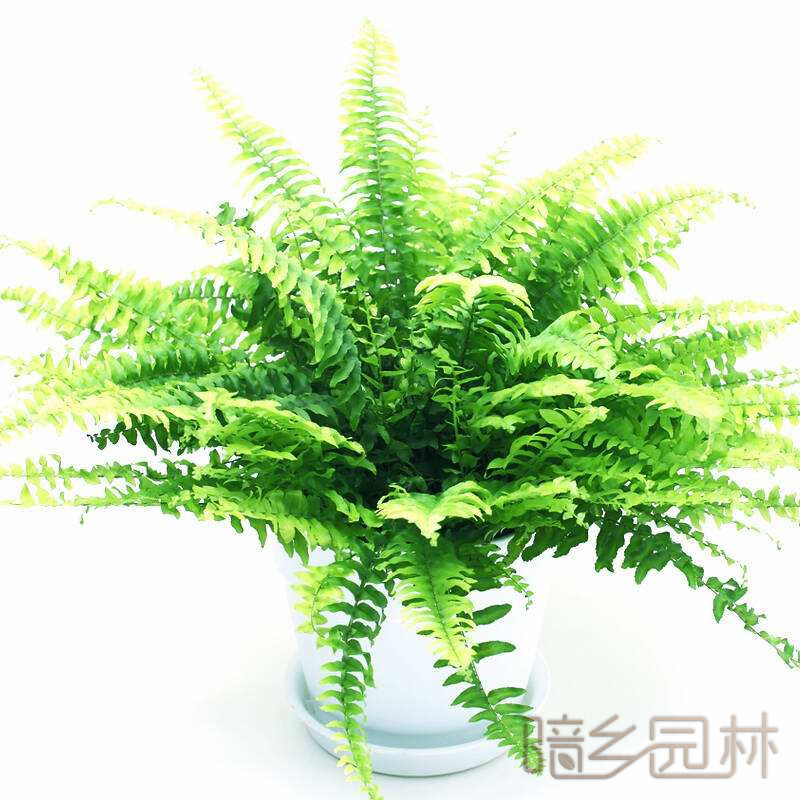 嘉兴肾蕨   绿植租赁 /花卉租摆 /植物出租 /租花/ 办公室租花 /公司租花