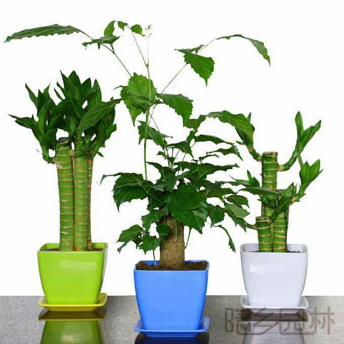 嘉兴富贵竹  绿植租赁 /花卉租摆 /植物出租 /租花/ 办公室租花 /公司租花