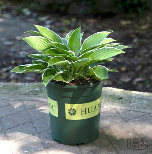 嘉兴玉簪   绿植租赁 /花卉租摆 /植物出租 /租花/ 办公室租花 /公司租花