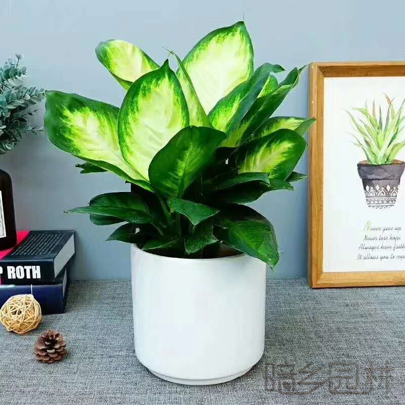 嘉兴玛丽安   绿植租赁 /花卉租摆 /植物出租 /租花/ 办公室租花 /公司租花